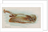Skate, from the Fish from American Waters series for Allen & Ginter Cigarettes Brands, 1889 by Allen & Ginter