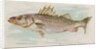 Striped Bass, from the Fish from American Waters series for Allen & Ginter Cigarettes…, 1889 by Allen & Ginter