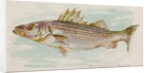Striped Bass, from the Fish from American Waters series for Allen & Ginter Cigarettes…, 1889 by Allen & Ginter