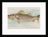 Striped Bass, from the Fish from American Waters series for Allen & Ginter Cigarettes…, 1889 by Allen & Ginter