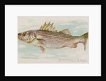 Striped Bass, from the Fish from American Waters series for Allen & Ginter Cigarettes…, 1889 by Allen & Ginter