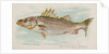 Striped Bass, from the Fish from American Waters series for Allen & Ginter Cigarettes…, 1889 by Allen & Ginter