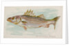 Striped Bass, from the Fish from American Waters series for Allen & Ginter Cigarettes…, 1889 by Allen & Ginter
