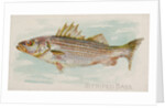 Striped Bass, from the Fish from American Waters series for Allen & Ginter Cigarettes…, 1889 by Allen & Ginter