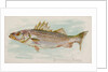 Striped Bass, from the Fish from American Waters series for Allen & Ginter Cigarettes…, 1889 by Allen & Ginter