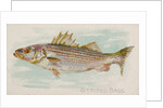 Striped Bass, from the Fish from American Waters series for Allen & Ginter Cigarettes…, 1889 by Allen & Ginter