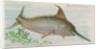Swordfish, from the Fish from American Waters series for Allen & Ginter Cigarettes Br…, 1889 by Allen & Ginter