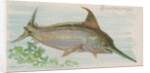 Swordfish, from the Fish from American Waters series for Allen & Ginter Cigarettes Br…, 1889 by Allen & Ginter