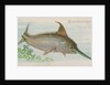 Swordfish, from the Fish from American Waters series for Allen & Ginter Cigarettes Br…, 1889 by Allen & Ginter