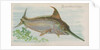 Swordfish, from the Fish from American Waters series for Allen & Ginter Cigarettes Br…, 1889 by Allen & Ginter