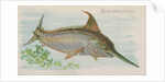 Swordfish, from the Fish from American Waters series for Allen & Ginter Cigarettes Br…, 1889 by Allen & Ginter