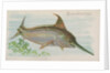 Swordfish, from the Fish from American Waters series for Allen & Ginter Cigarettes Br…, 1889 by Allen & Ginter