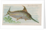 Swordfish, from the Fish from American Waters series for Allen & Ginter Cigarettes Br…, 1889 by Allen & Ginter