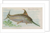Swordfish, from the Fish from American Waters series for Allen & Ginter Cigarettes Br…, 1889 by Allen & Ginter