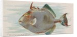 Triggerfish, from the Fish from American Waters series for Allen & Ginter Cigarettes …, 1889 by Allen & Ginter