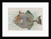 Triggerfish, from the Fish from American Waters series for Allen & Ginter Cigarettes …, 1889 by Allen & Ginter