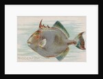 Triggerfish, from the Fish from American Waters series for Allen & Ginter Cigarettes …, 1889 by Allen & Ginter