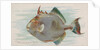 Triggerfish, from the Fish from American Waters series for Allen & Ginter Cigarettes …, 1889 by Allen & Ginter