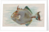 Triggerfish, from the Fish from American Waters series for Allen & Ginter Cigarettes …, 1889 by Allen & Ginter