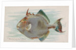 Triggerfish, from the Fish from American Waters series for Allen & Ginter Cigarettes …, 1889 by Allen & Ginter