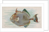 Triggerfish, from the Fish from American Waters series for Allen & Ginter Cigarettes …, 1889 by Allen & Ginter