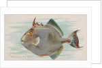 Triggerfish, from the Fish from American Waters series for Allen & Ginter Cigarettes …, 1889 by Allen & Ginter