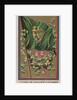 Ireland, from Flags of All Nations, Series 1 for Allen & Ginter Cigarettes Brands, 1887 by Allen & Ginter
