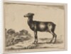 Plate 15: doe, from 'Various animals', after 1641 by Unknown