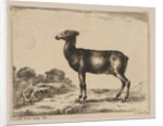 Plate 15: doe, from 'Various animals', after 1641 by Unknown