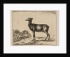 Plate 15: doe, from 'Various animals', after 1641 by Unknown