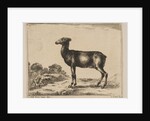 Plate 15: doe, from 'Various animals', after 1641 by Unknown
