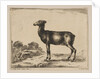 Plate 15: doe, from 'Various animals', after 1641 by Unknown
