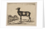 Plate 15: doe, from 'Various animals', after 1641 by Unknown