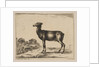 Plate 15: doe, from 'Various animals', after 1641 by Unknown