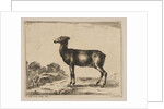 Plate 15: doe, from 'Various animals', after 1641 by Unknown