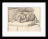 Sleeping Dog, 1777 by Cornelis Ploos van Amstel