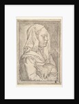 Girl with a Cat, 1546 by Jan Cornelisz Vermeyen