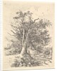 Tree Trunks and Lane, 1811-13 by John Crome