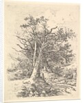 Tree Trunks and Lane, 1811-13 by John Crome