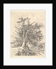Tree Trunks and Lane, 1811-13 by John Crome