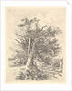 Tree Trunks and Lane, 1811-13 by John Crome