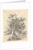 Tree Trunks and Lane, 1811-13 by John Crome
