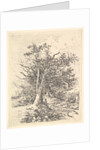 Tree Trunks and Lane, 1811-13 by John Crome