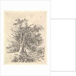 Tree Trunks and Lane, 1811-13 by John Crome