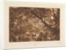 Aesacus and Hesperie, Vide Ovid Metamorphosis, Book X by JMW Turner
