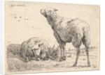 Two sheep, one shown frontally in a reclining position with its legs folded underneath…, ca. 1655 by Karel Du Jardin
