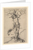 Saint Sebastian, ca. 1435-1491 by Martin Schongauer