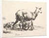 Sheep with Lamb Nursing by Nicolaes Berchem