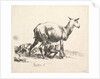 Sheep with Lamb Nursing by Nicolaes Berchem