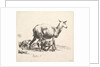 Sheep with Lamb Nursing by Nicolaes Berchem